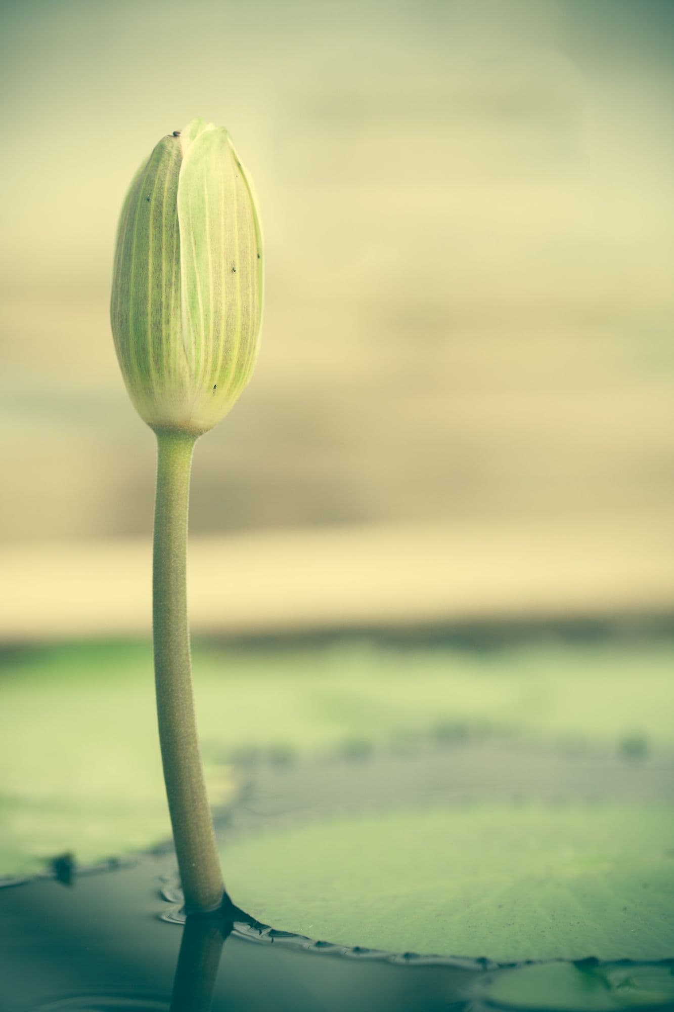 Naturopathie ambiance